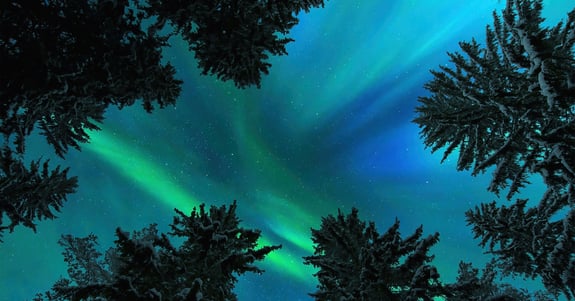 Green and blue aurora borealis lights glimmer in the night sky above snow-laden pine trees